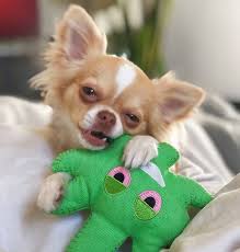 Mini dog toy